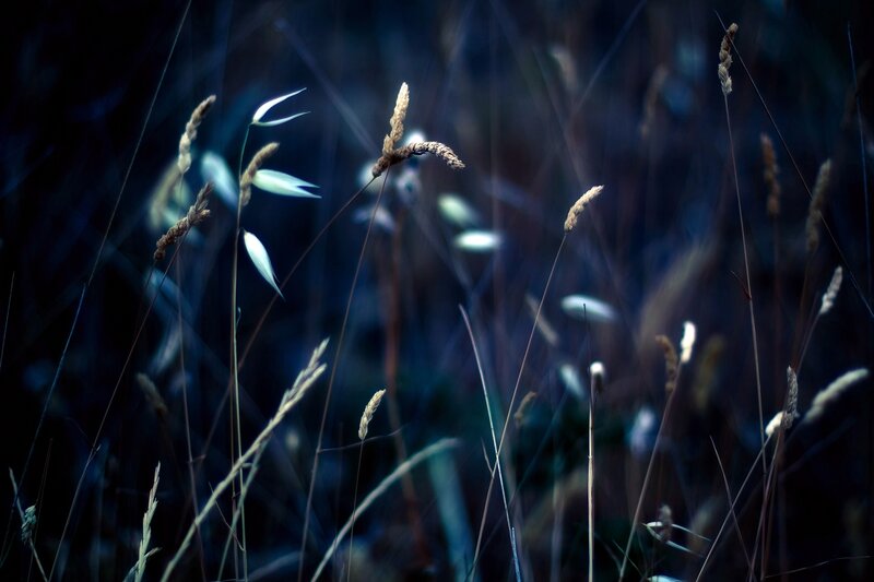 Grass in blue light