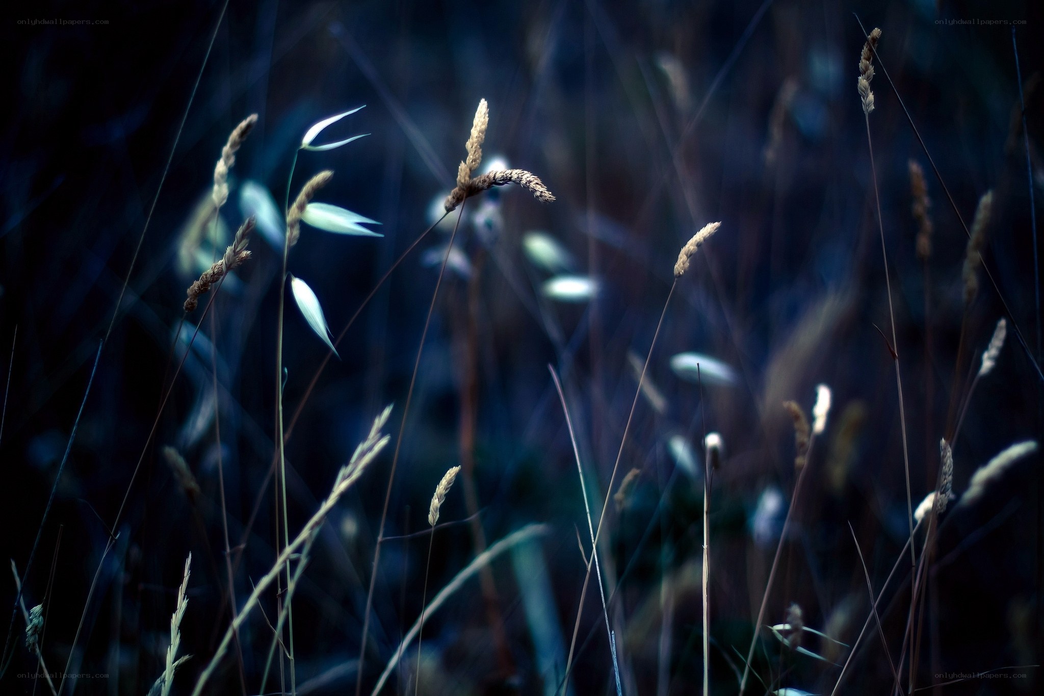 Grass in blue light