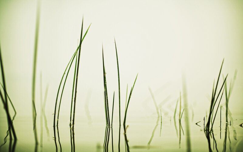 Grass in calm water