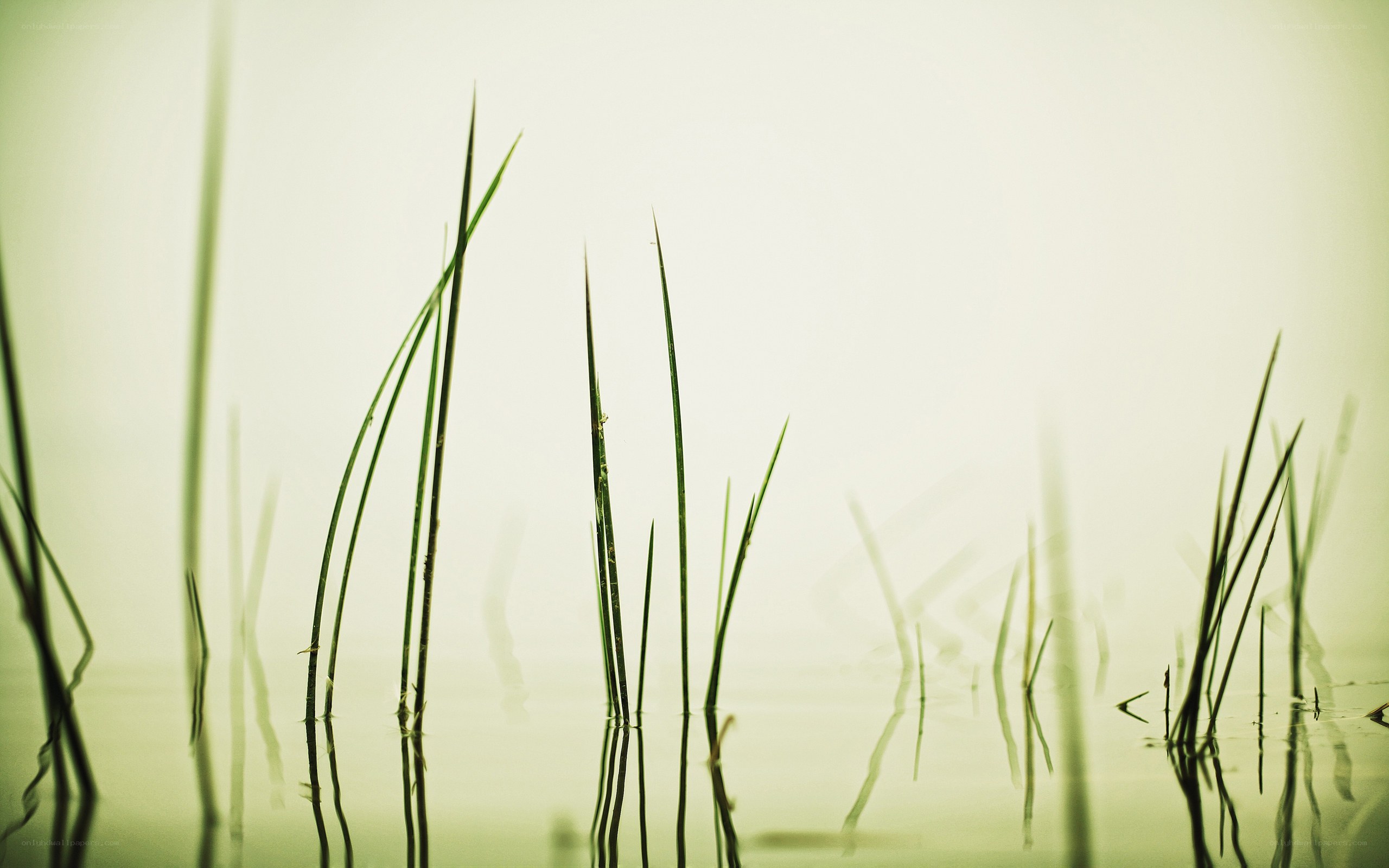 Grass in calm water