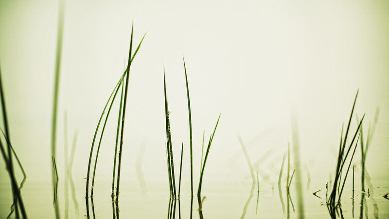 Grass in calm water