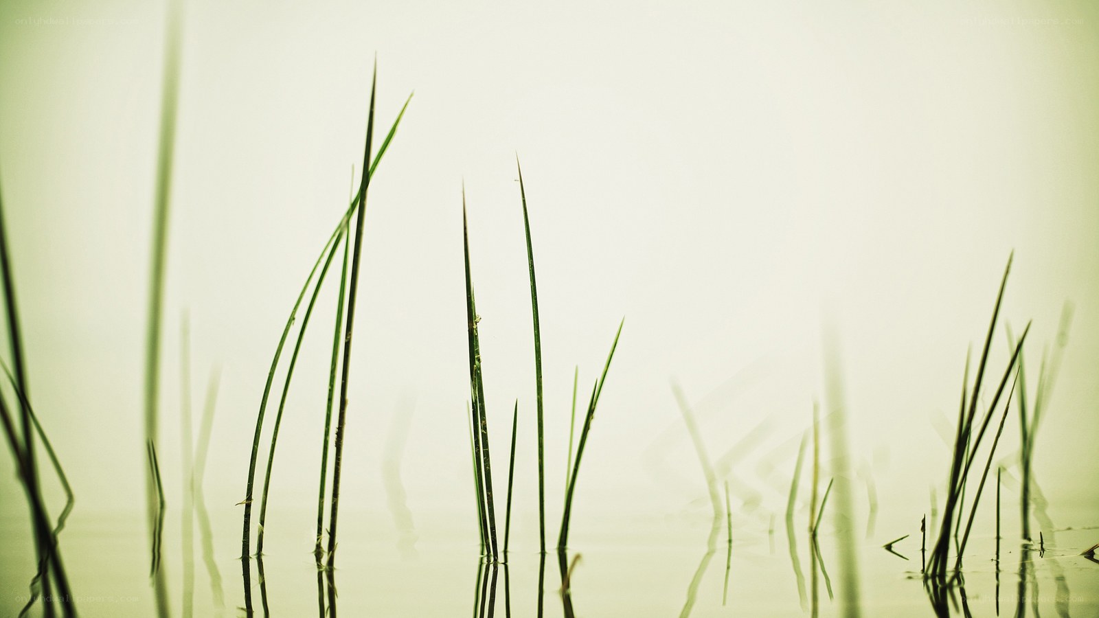Grass in calm water