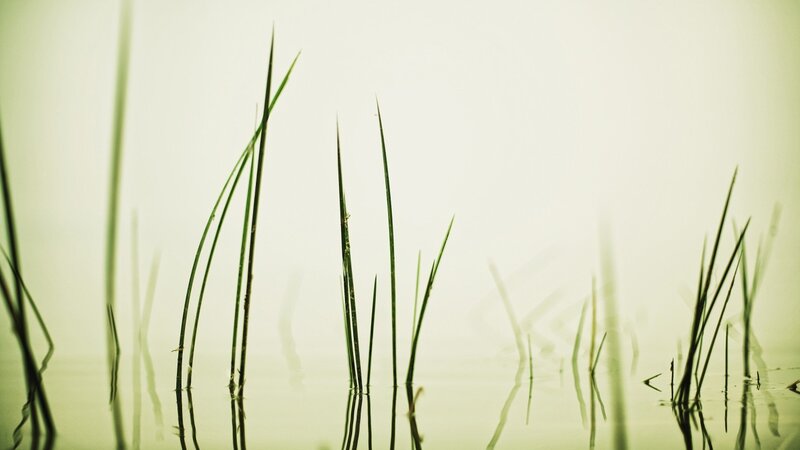 Grass in calm water