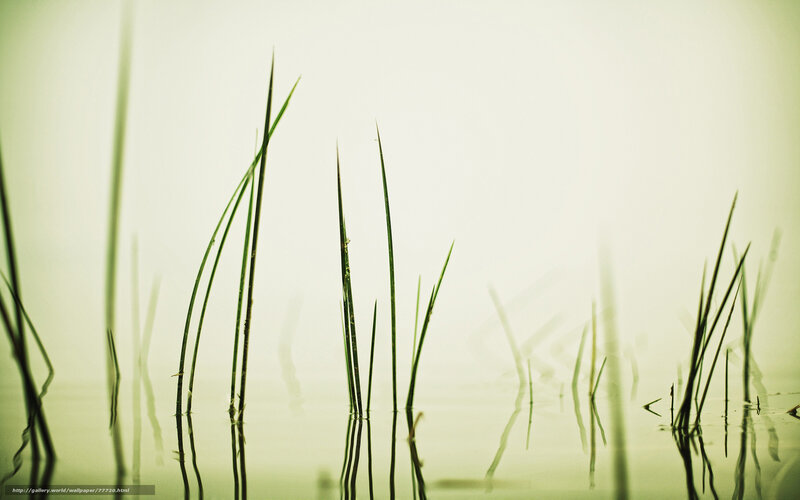 Grass in calm water