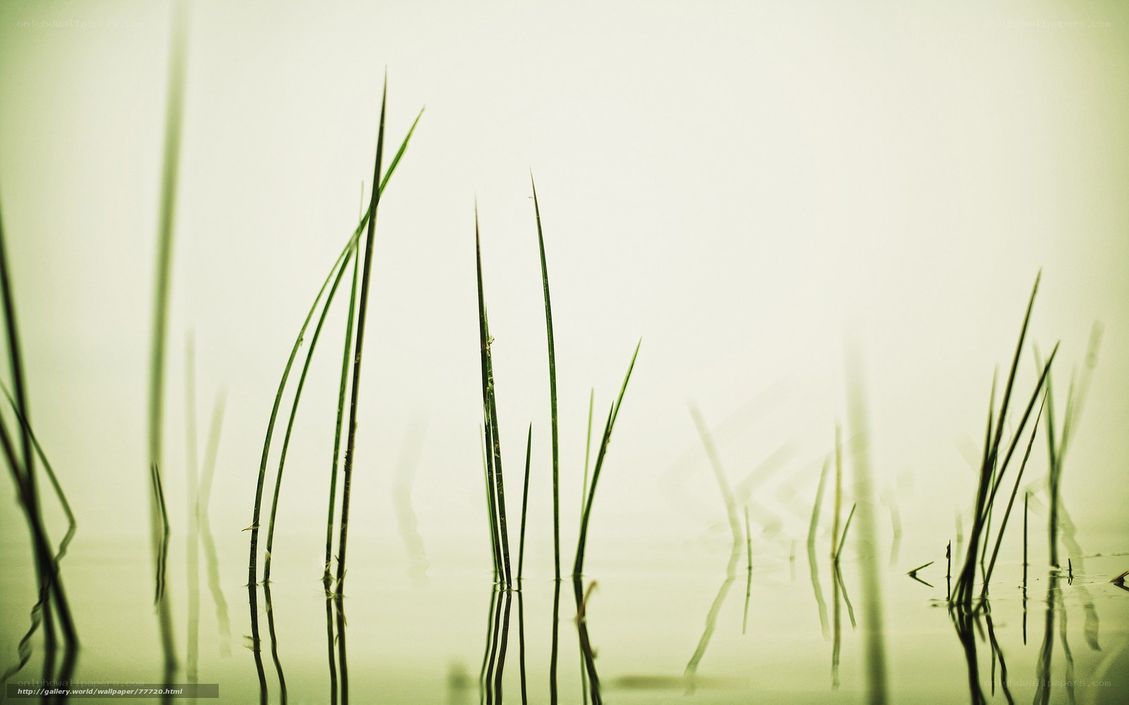 Grass in calm water