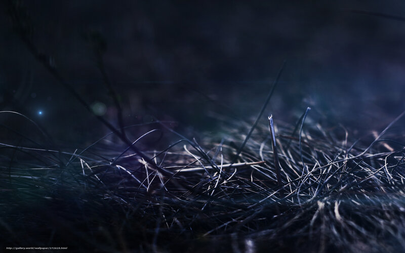 Grass in Dark Light