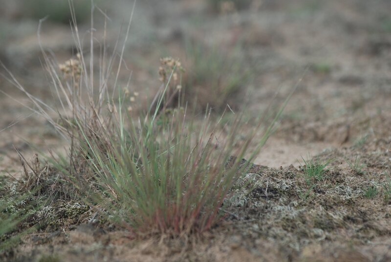 Grass in dry soil