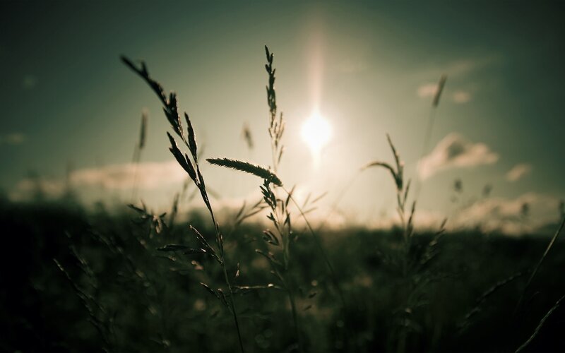 Grass in Field at Sunset