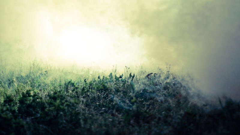 Grass in Foggy Light — Green