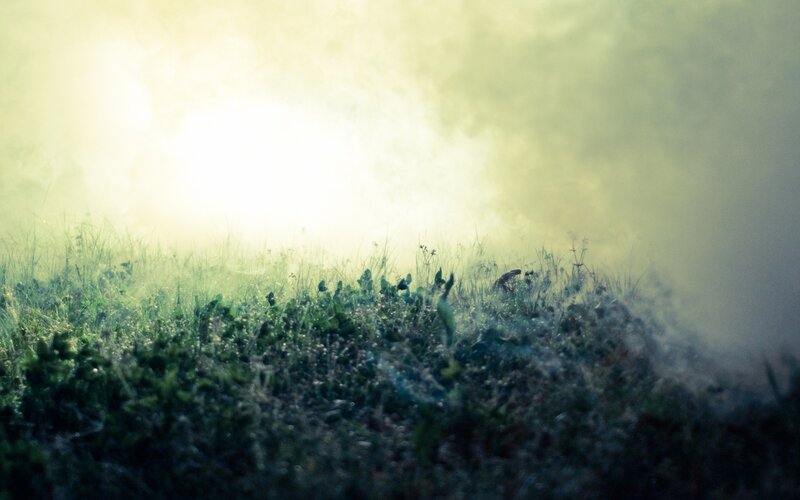 Grass in Foggy Light