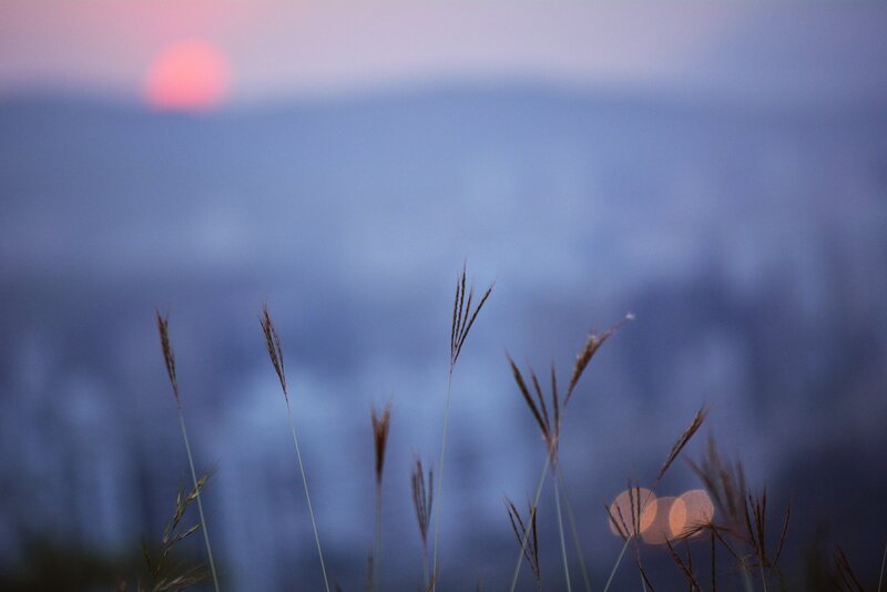 Grass in Foreground — Blue