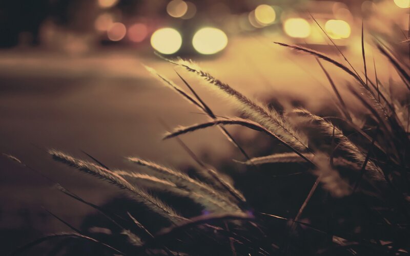 Grass in Foreground