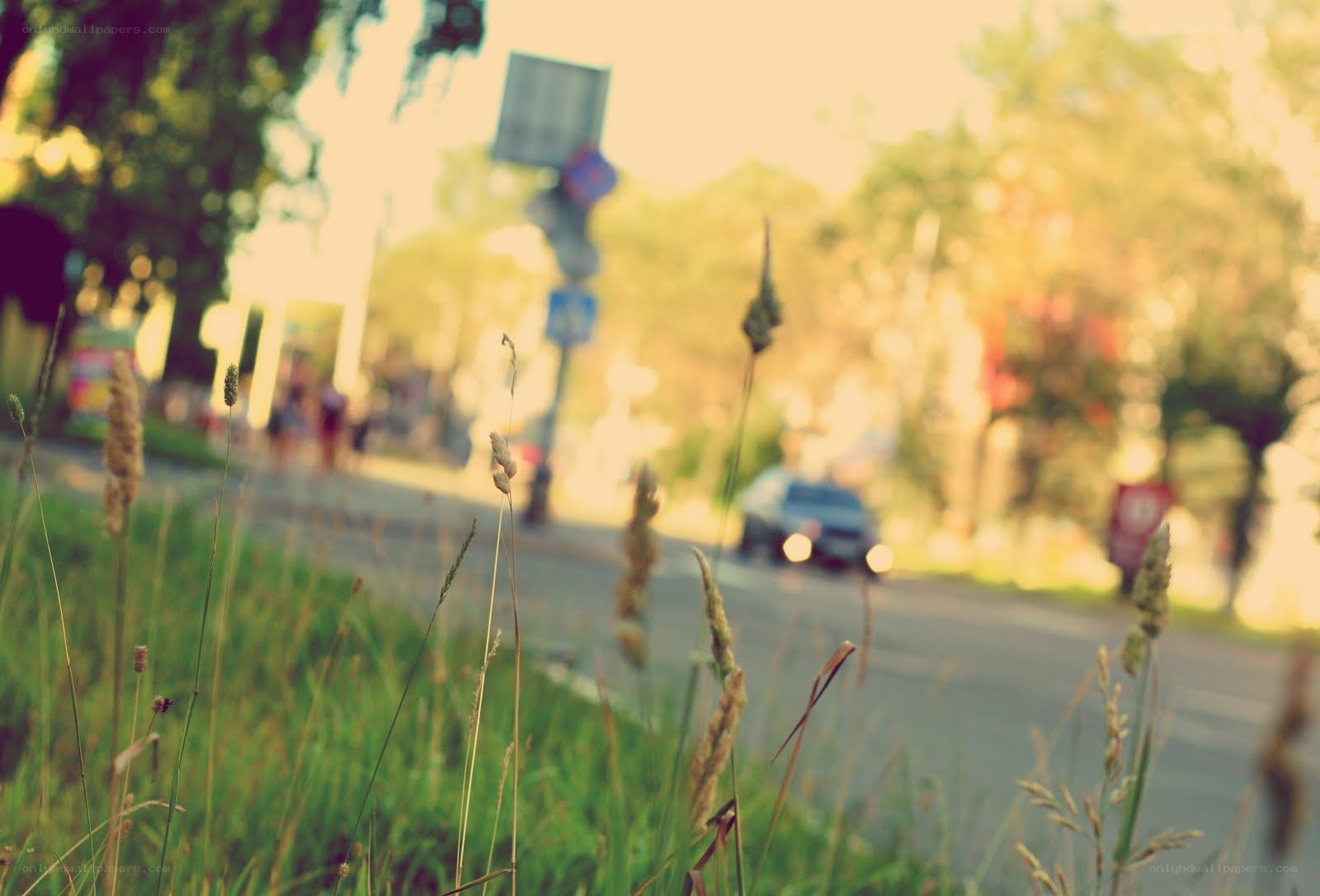 Grass in foreground with street