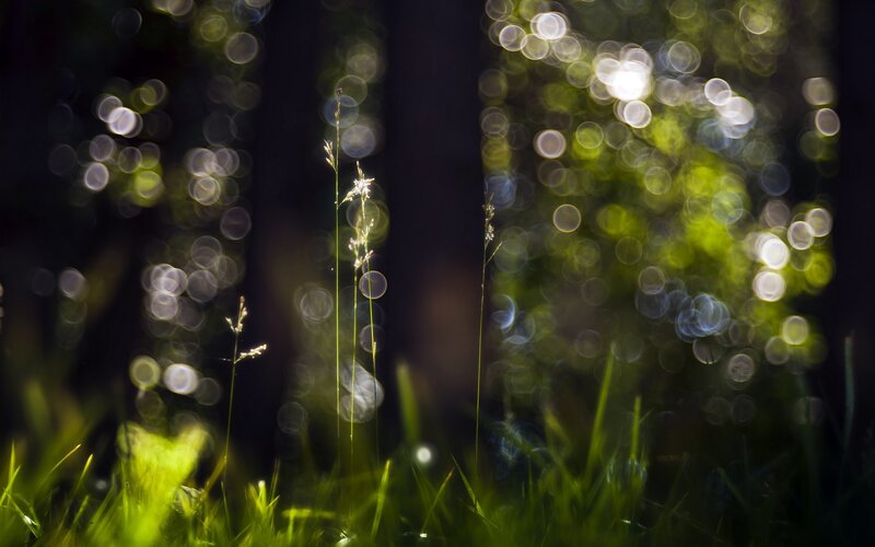 Grass in Forest Light — Green, Serene
