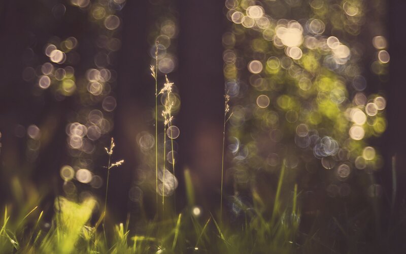 Grass in Forest Light — Green