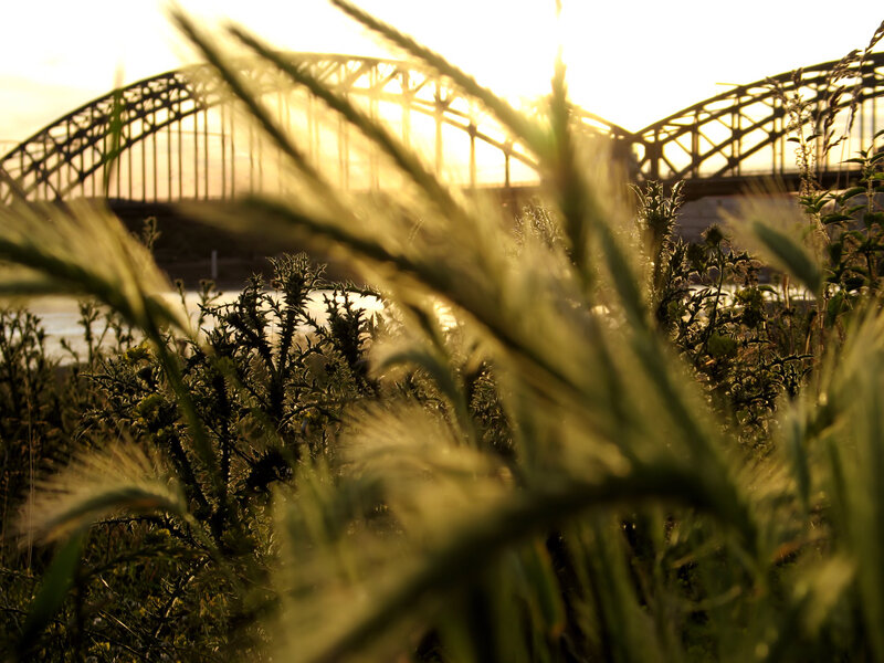 Grass in front of a bridge at sunset