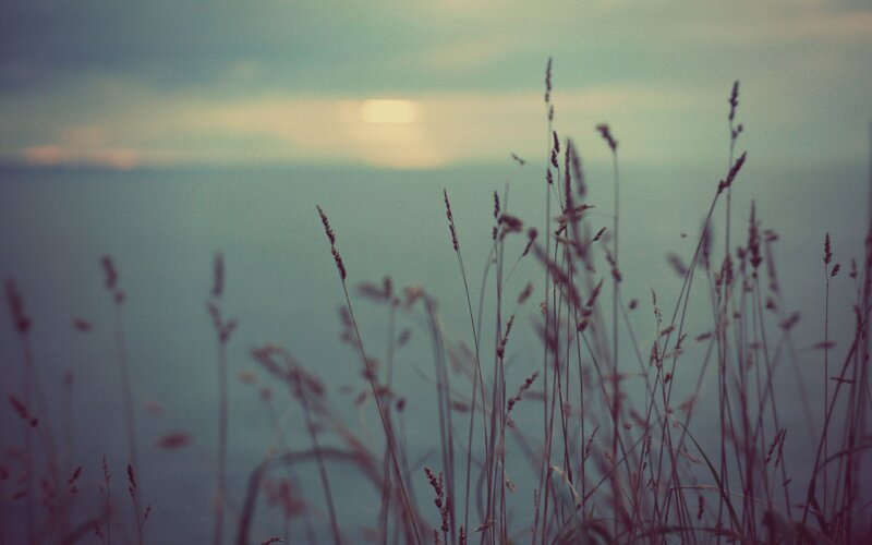 Grass in front of a lake at dusk