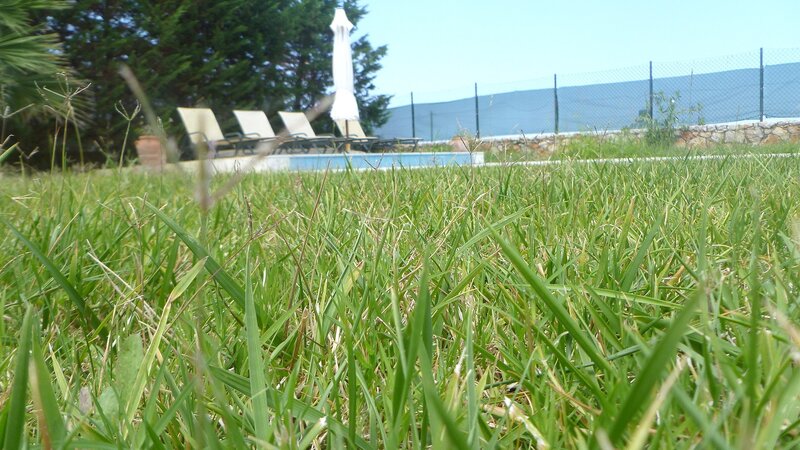 Grass in front of a pool
