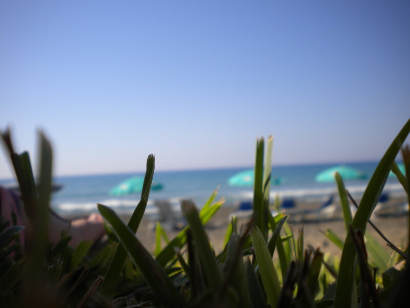 Grass in front of beach