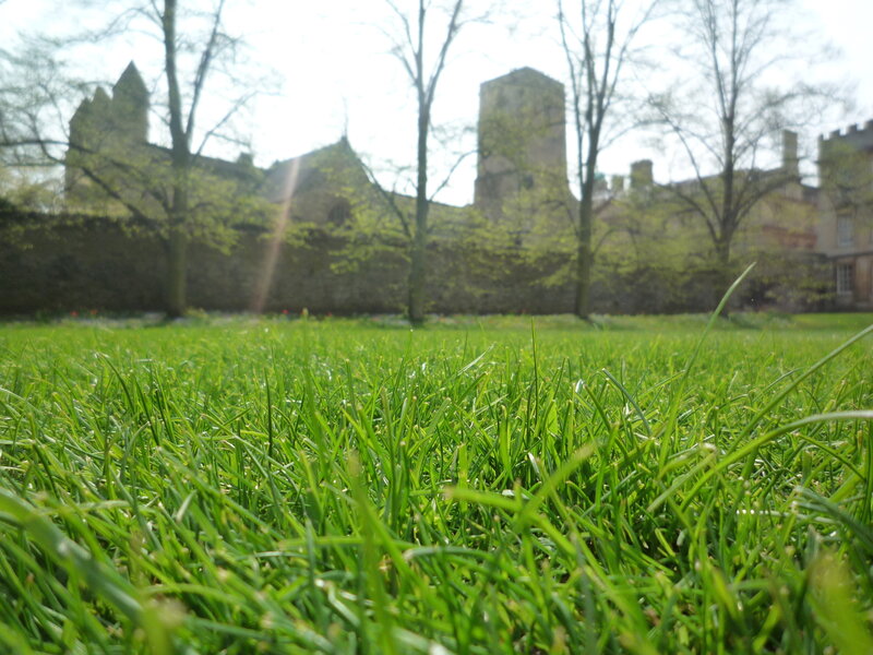 Grass in front of castle