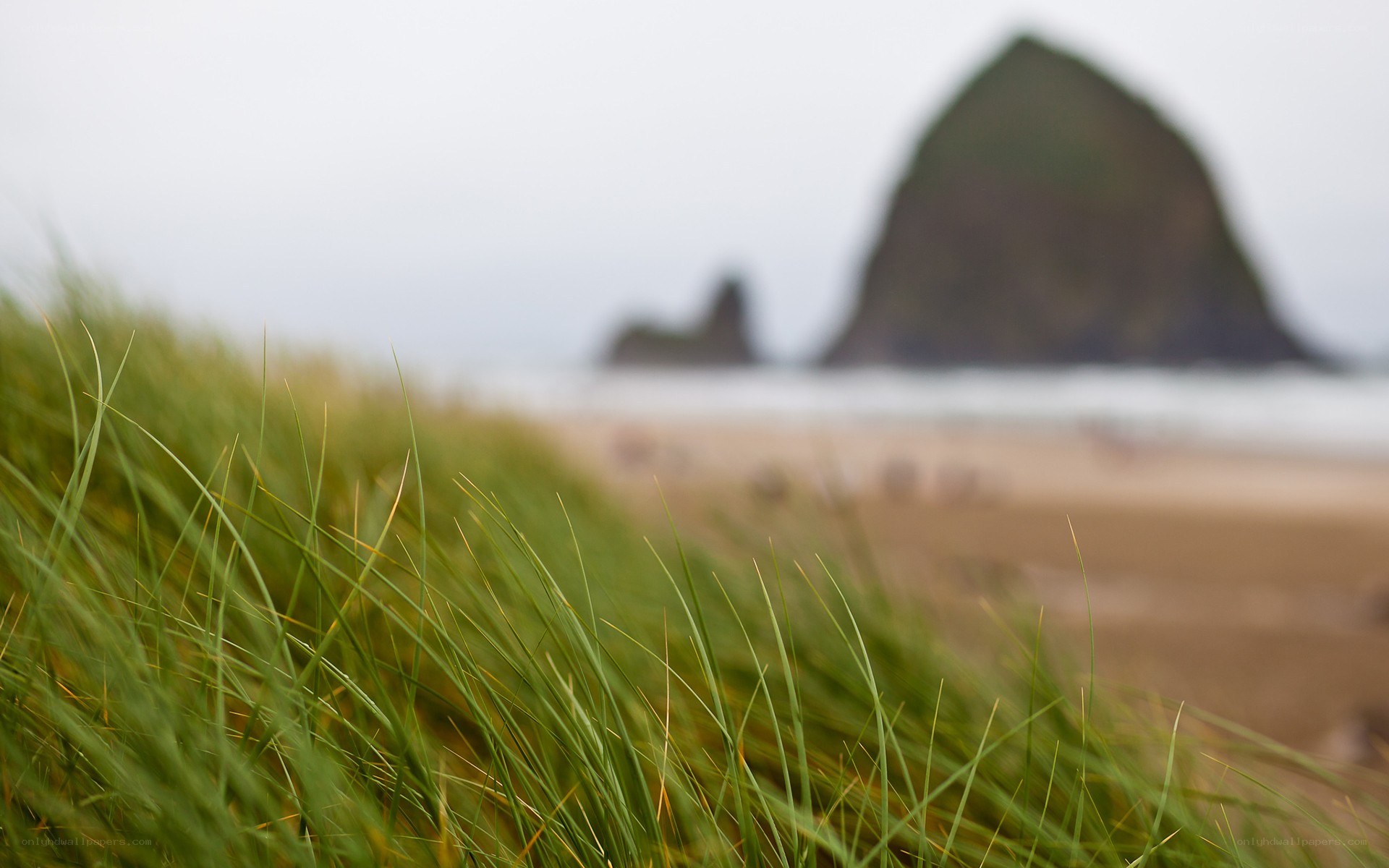 Grass in front of Haystack Rock
