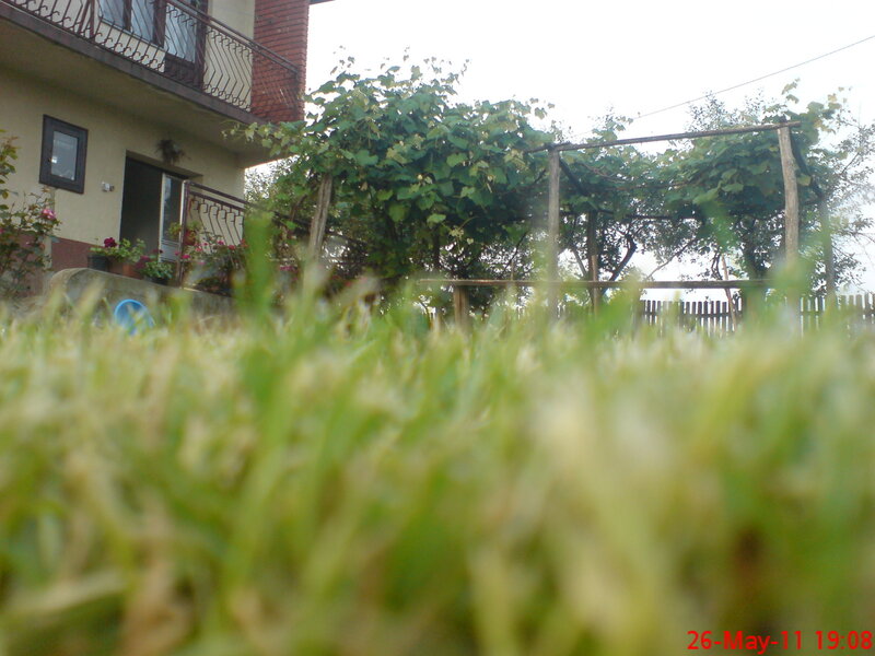 Grass in Front of House