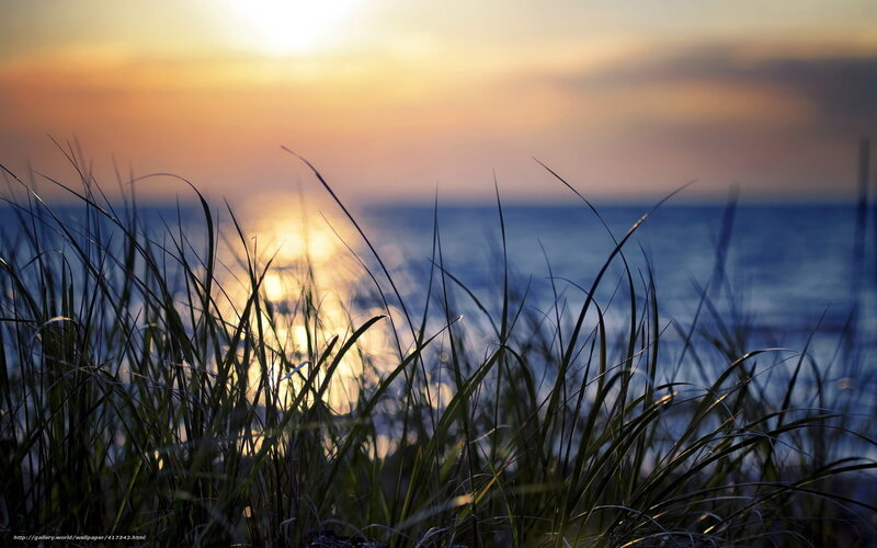 Grass in Front of Ocean