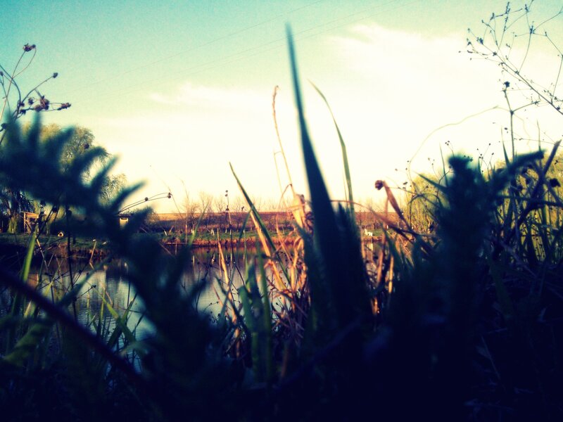 Grass in Front of Pond