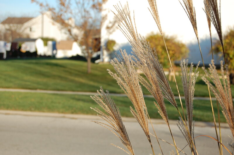Grass in front of suburban home