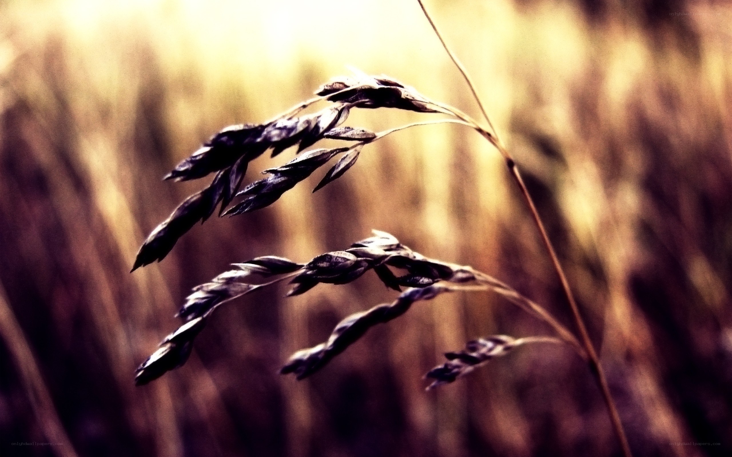 Grass in golden light