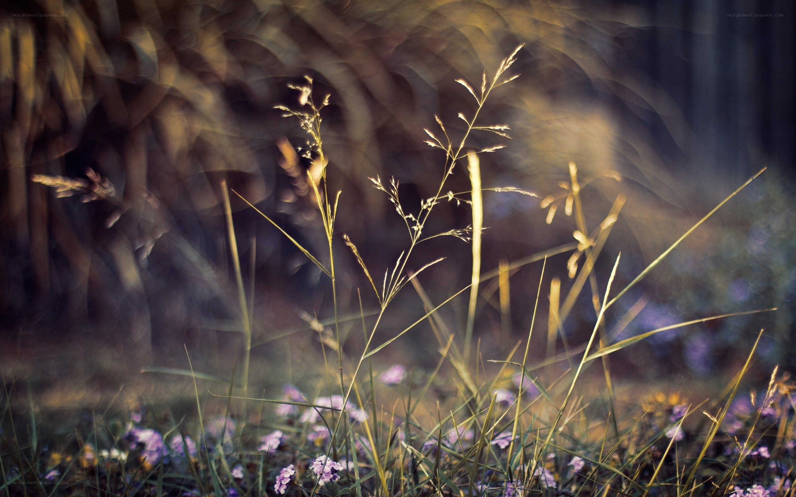 Grass in golden light