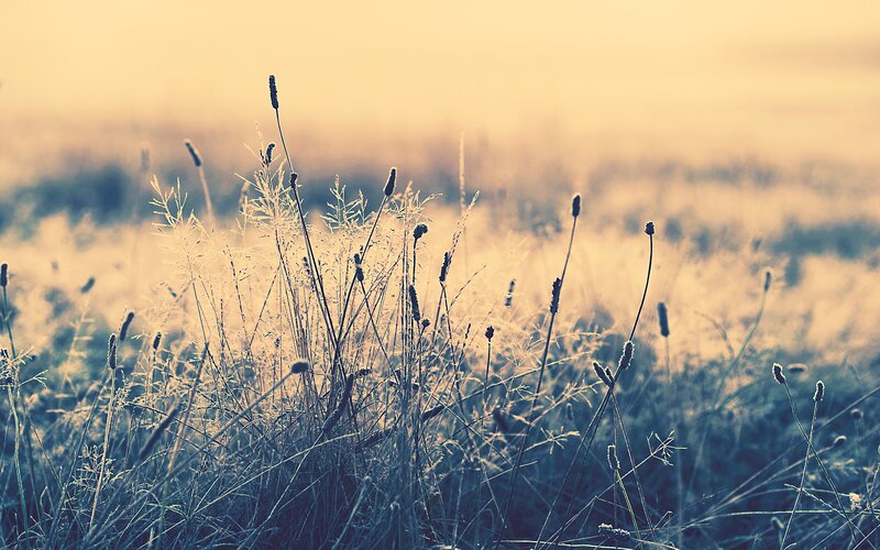 Grass in golden light