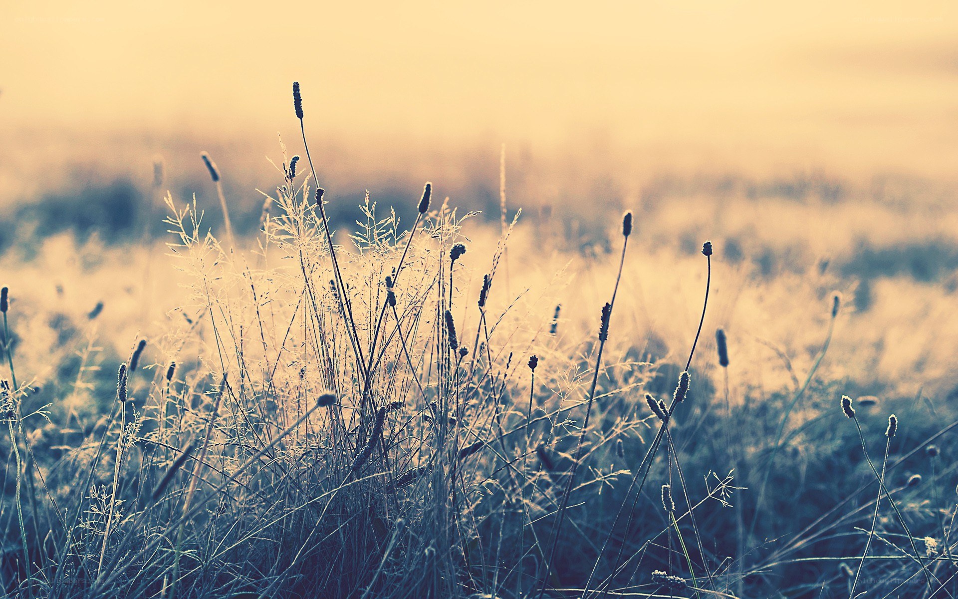 Grass in golden light