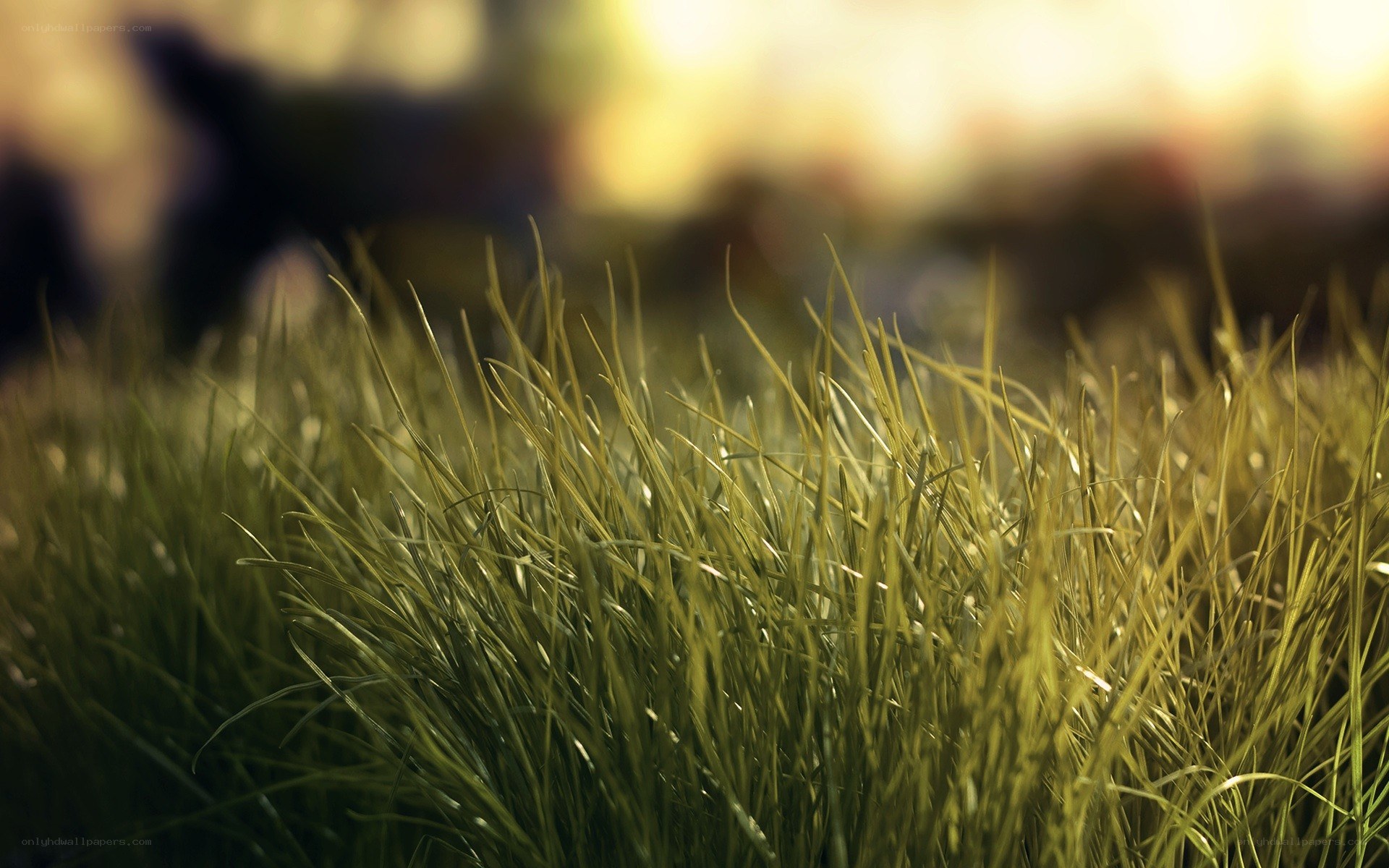 Grass in golden light