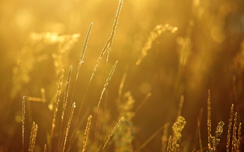 Grass in Golden Light — Gold
