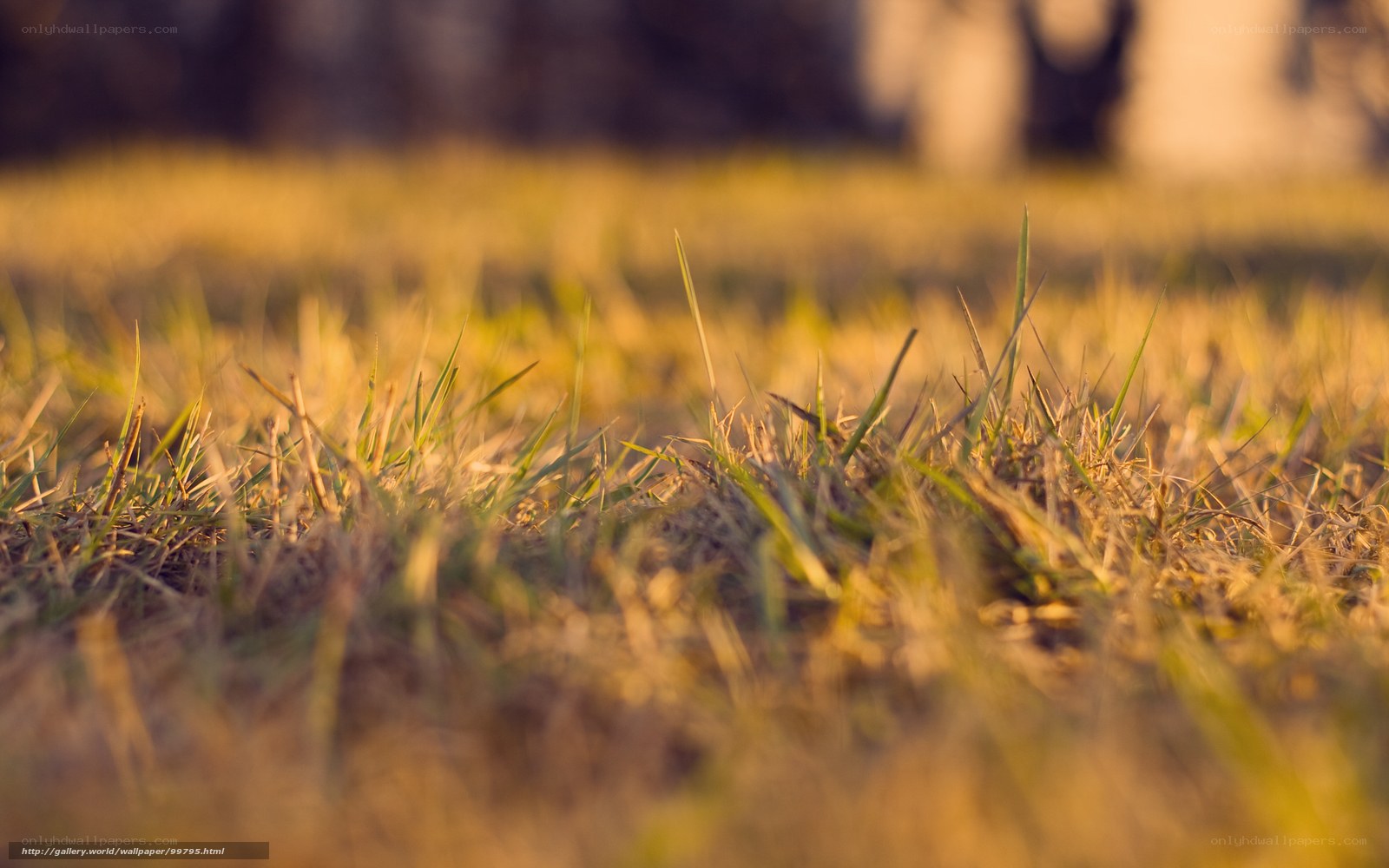 Grass in golden light