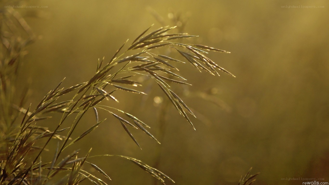 Grass in golden sunlight