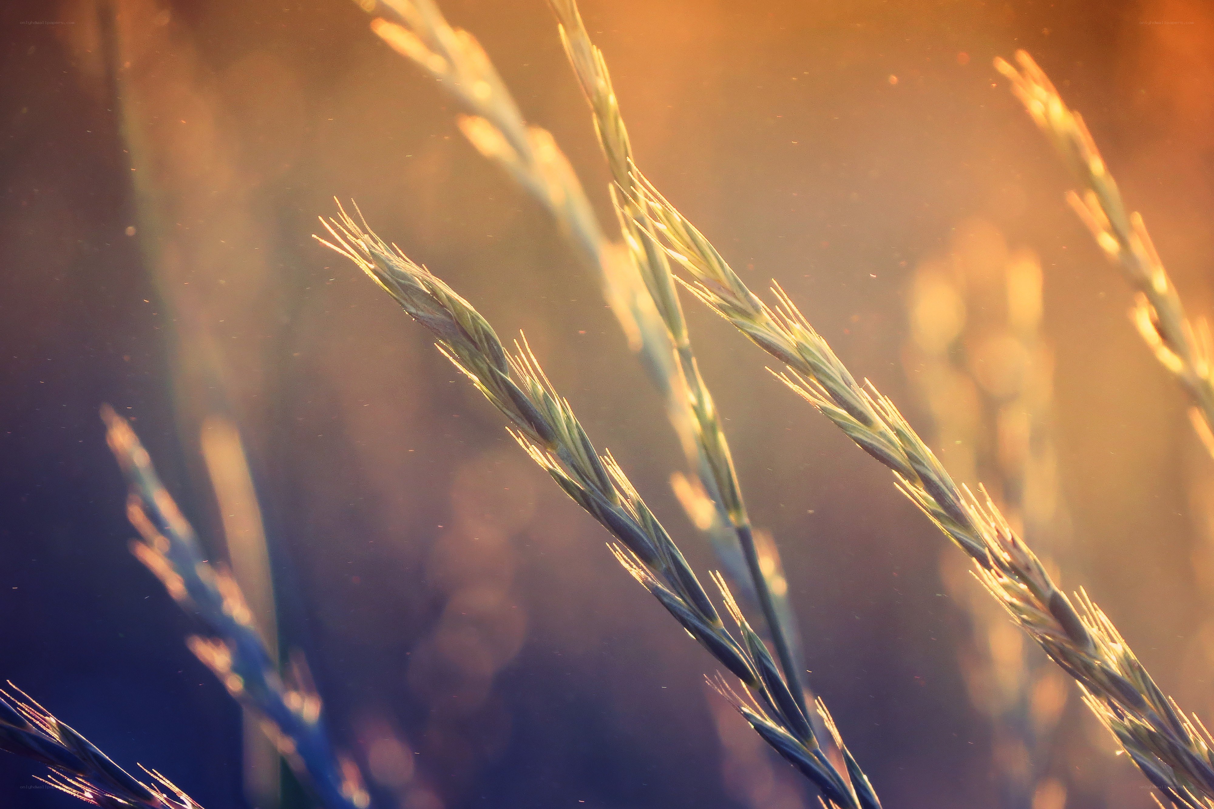 Grass in golden sunlight