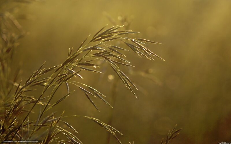 Grass in golden sunlight