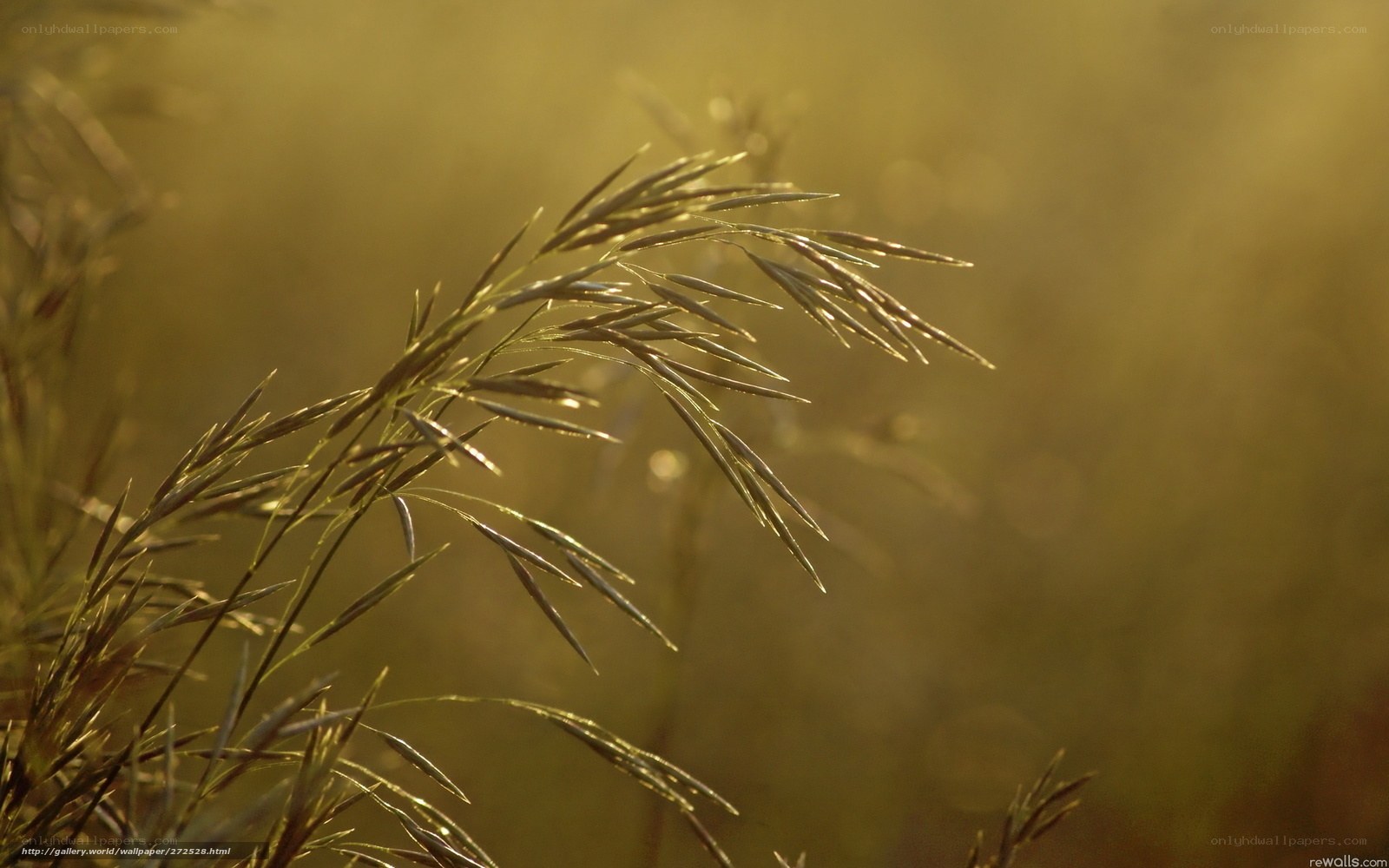 Grass in golden sunlight