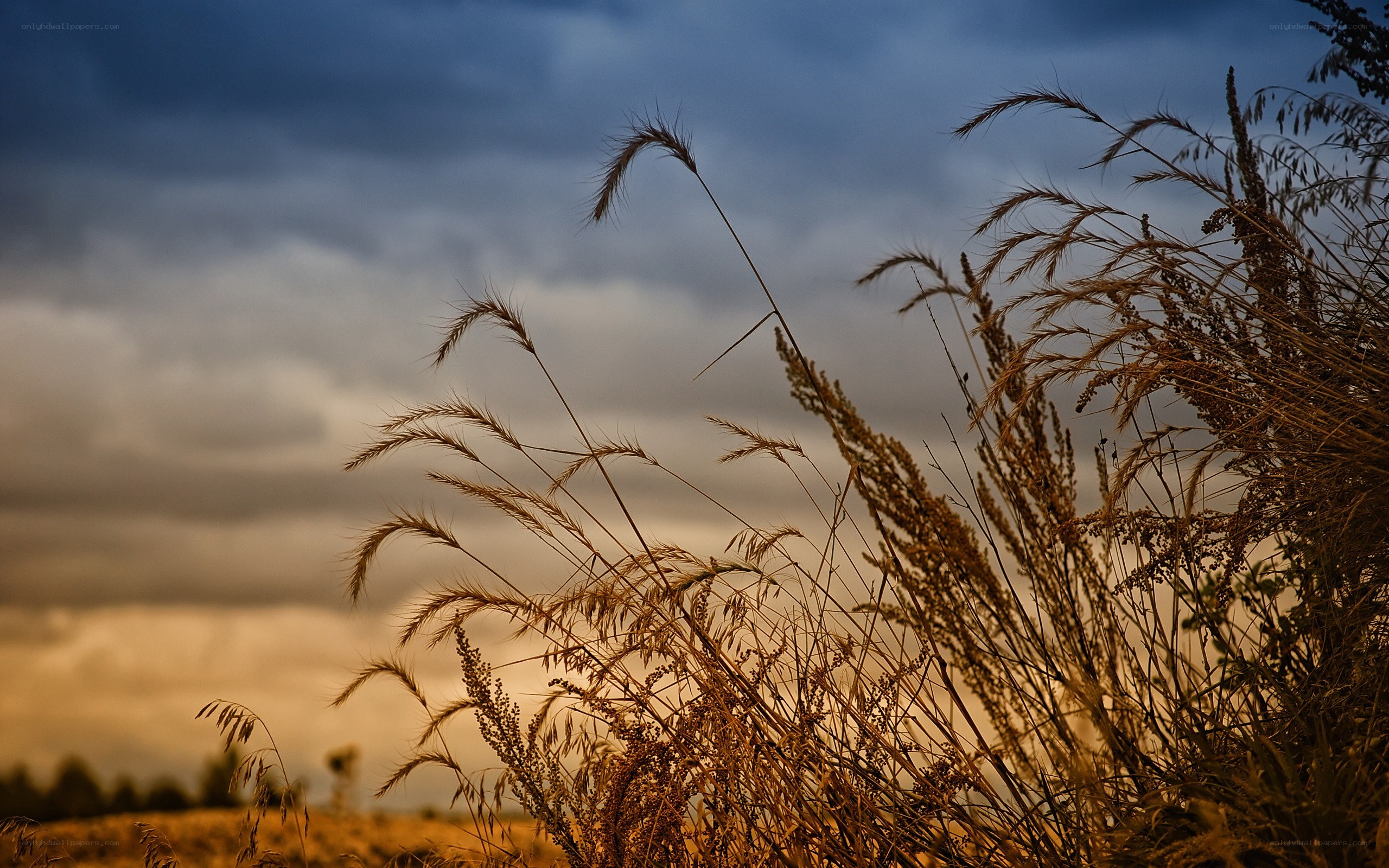 Grass in golden sunset