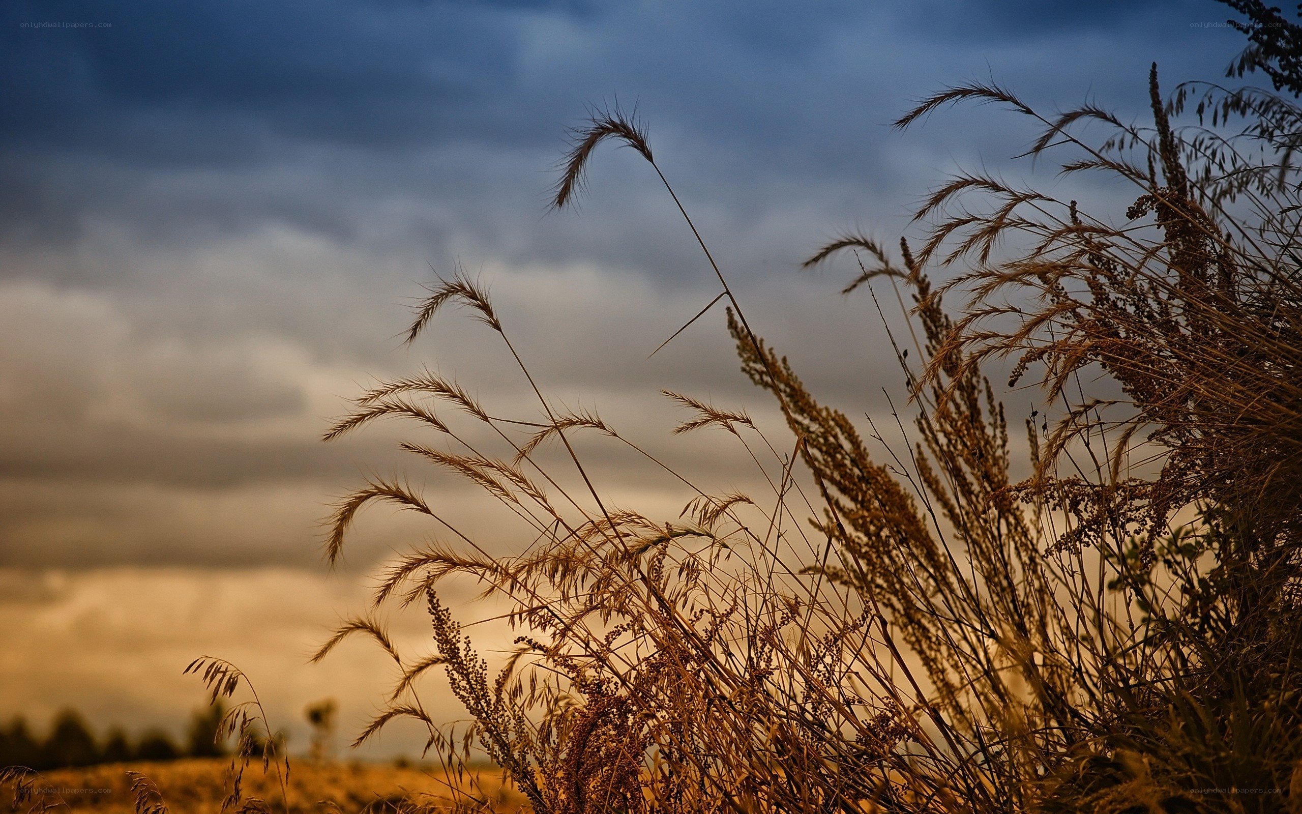 Grass in golden sunset