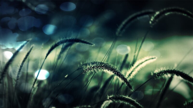 Grass in Low Light — Green, Serene