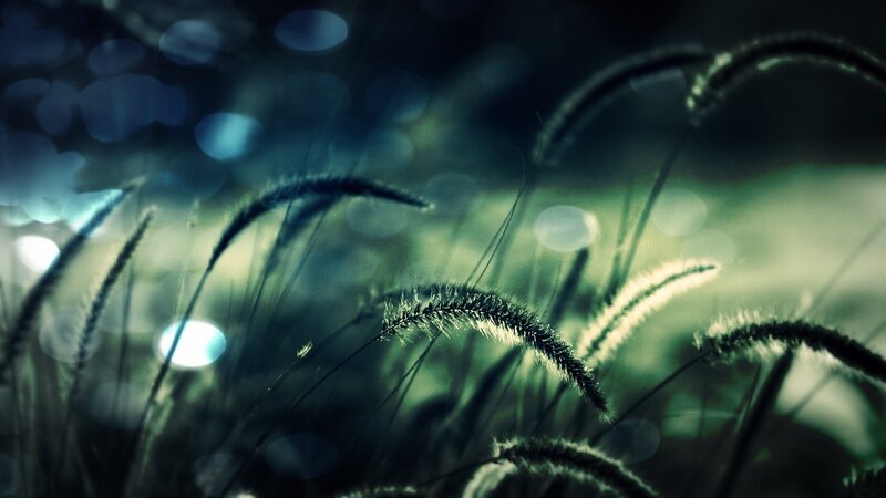Grass in Low Light
