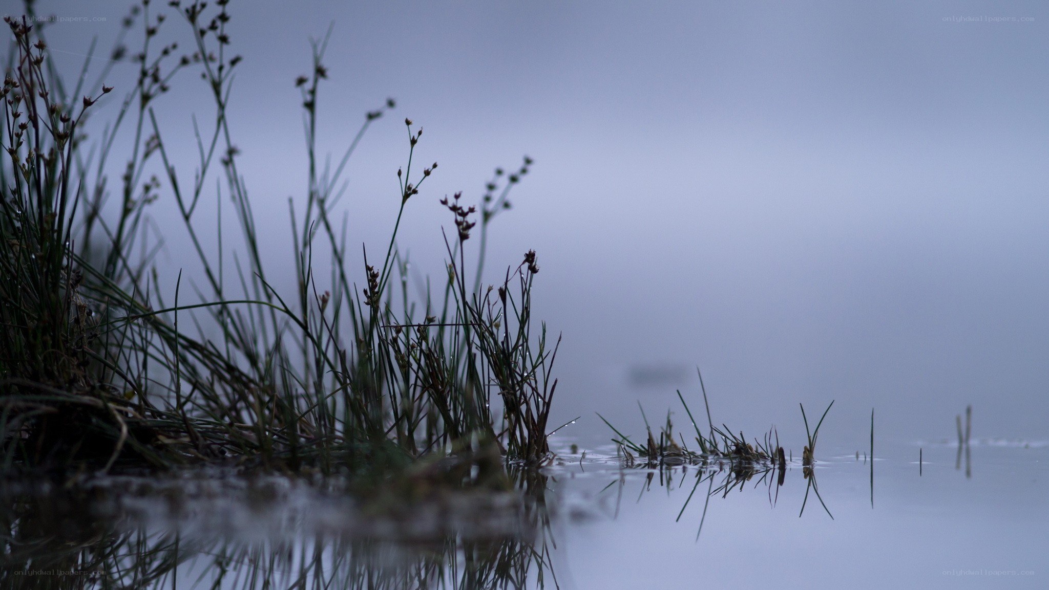 Grass in misty water