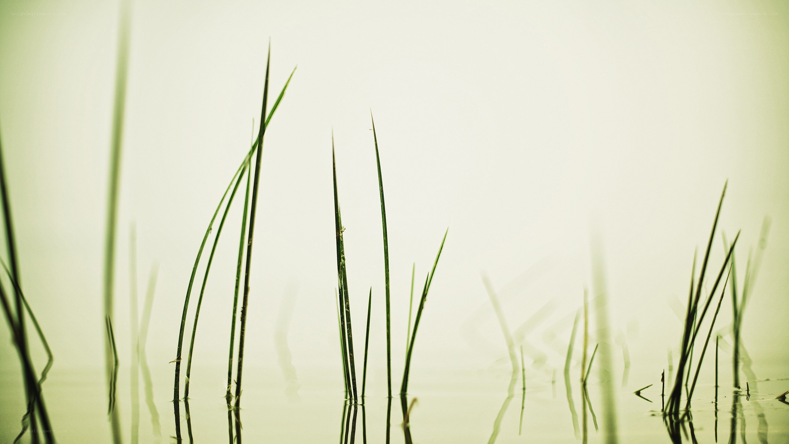 Grass in misty water