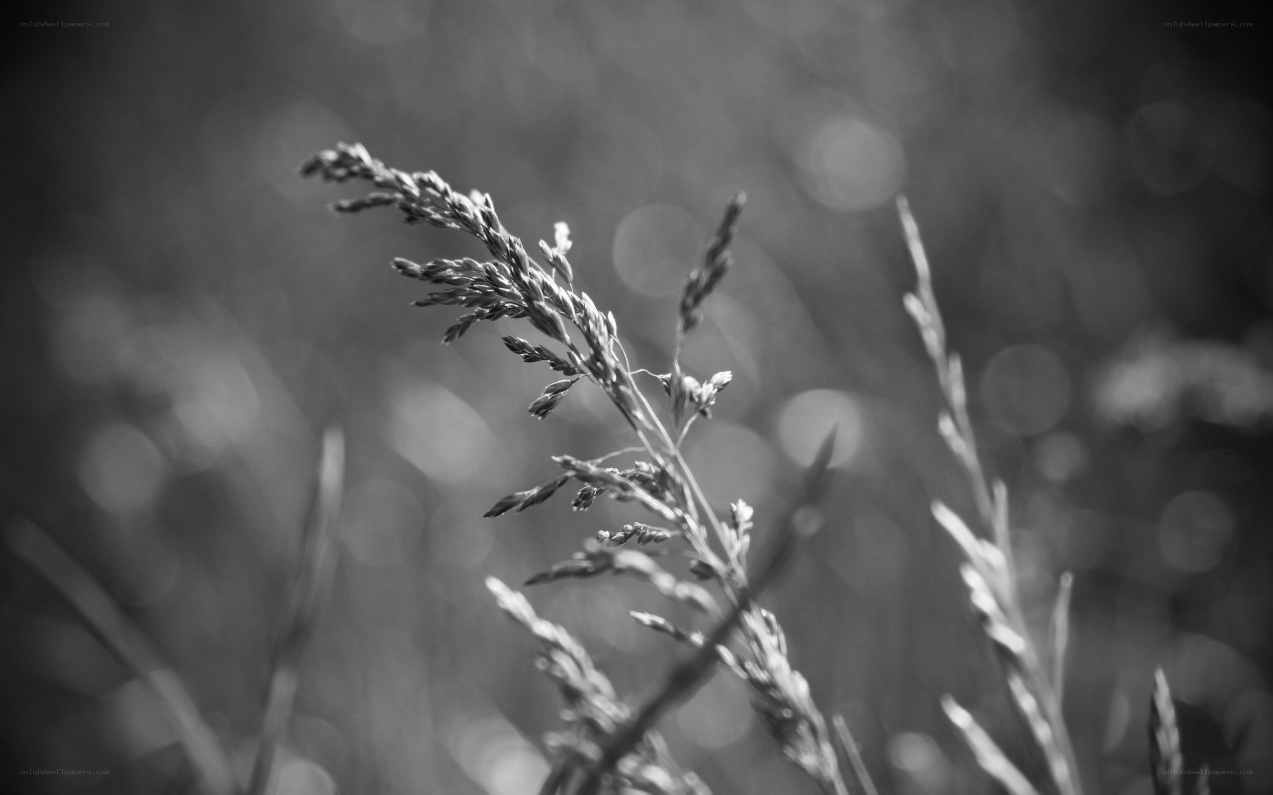 Grass in Monochrome
