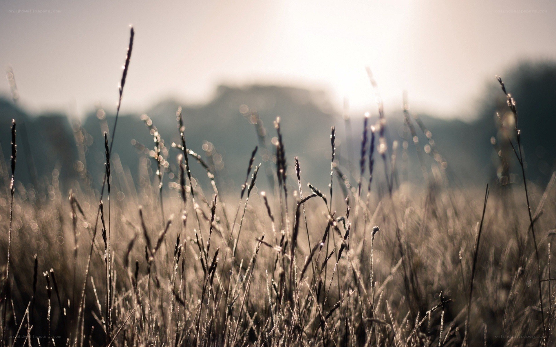 Grass in morning light