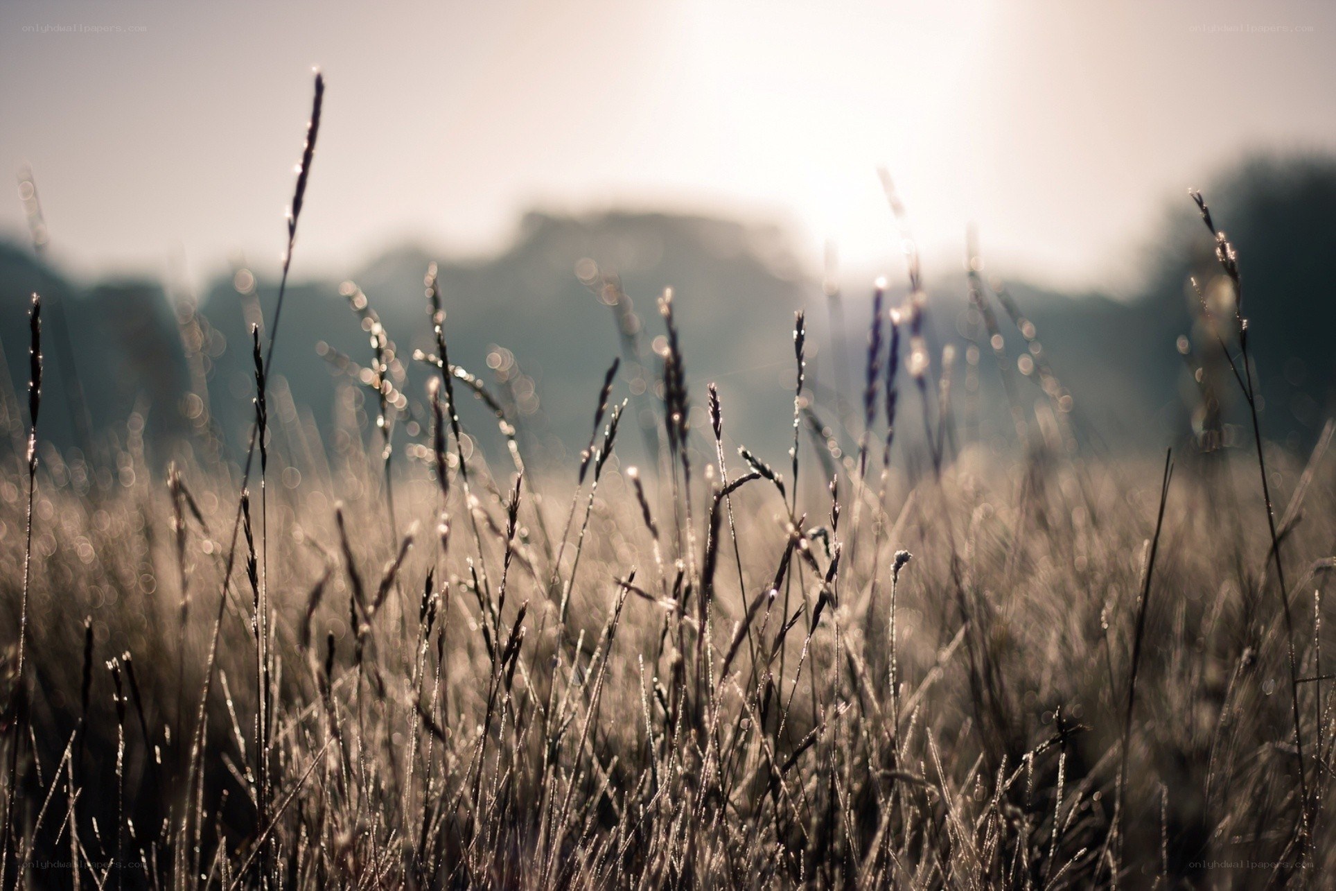 Grass in morning light