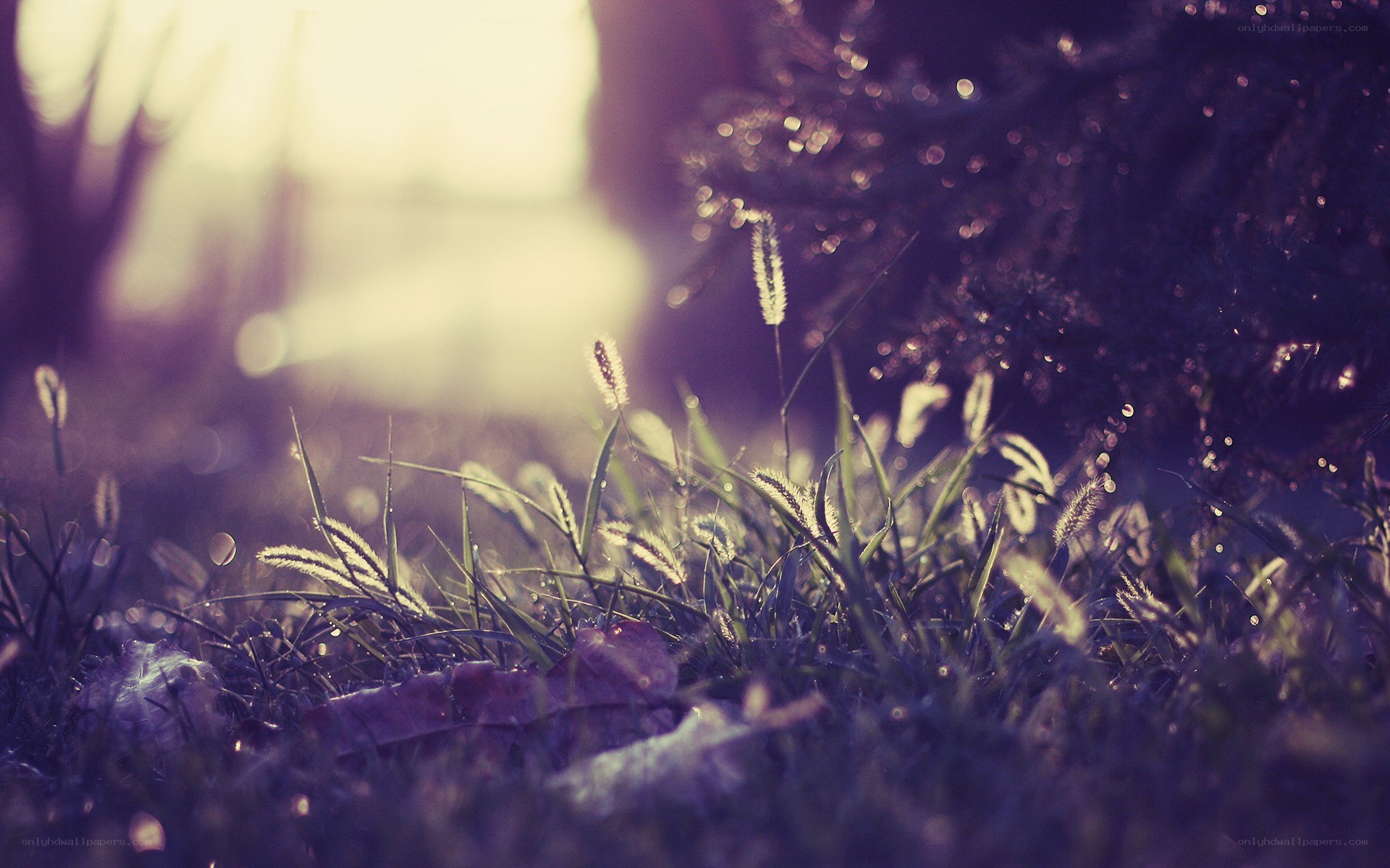grass in morning light
